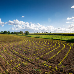 Fototapeta na wymiar Paysage agricole et semence de maïs en campagne.