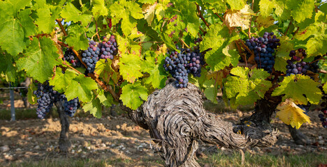 Grappe de raisin noir ou pourpre dans un vignoble en France.