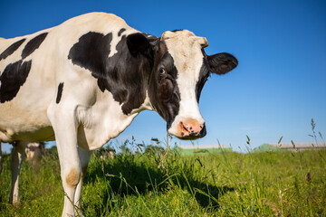 Fototapeta na wymiar Vache laitière amusante dans les prés.