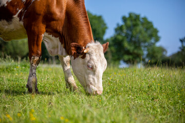 Naklejka na ściany i meble Vache broutant l'herbe verte et grasse dans les champs en pleine nature.