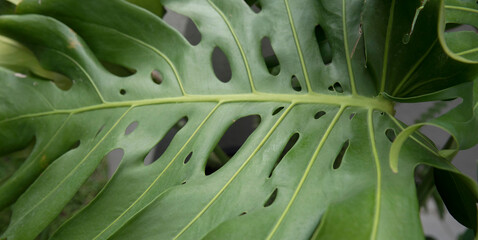 Leaf texture and pattern. Closeup view of Monstera deliciosa, also known as split leaf Philodendron, large green leaves with ornamental holes.