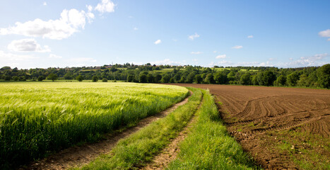 Paysage de campagne, chemin de terre au milieu des champs au printemps.