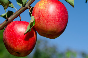 Harvest time - ripe red apples on a branch of an apple tree on a fruit garden in the sunlight