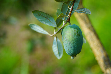 フェイジョア（アポロ）