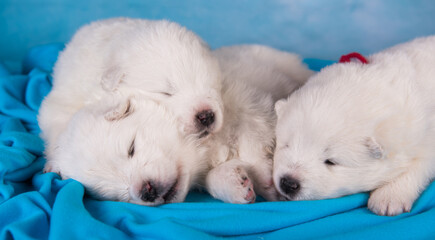 White Samoyed puppies are sleeping in a blanket