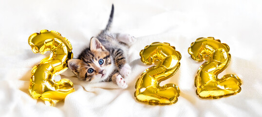 Christmas cat 2022. Kitty with gold foil balloons number 2022 new year. Striped kitten on Christmas festive white background.