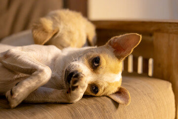 puppy on the couch