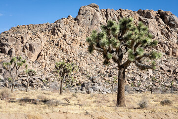 Landscape of rocks and trees in the Joshua Tree national Park in California, the US
