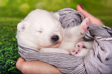 White fluffy small Samoyed puppy dog is in a scarf in hands