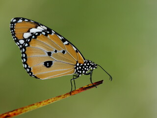 Common Tiger or Danaus chrysippus  butterfly perched on plant