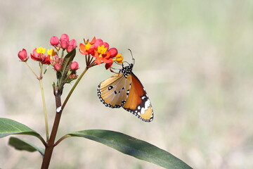 danaus chrysippus or plain tiger butterfly on flower