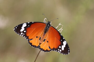 upperwings of Common Tiger (Danaus chrysippus) butterfly 