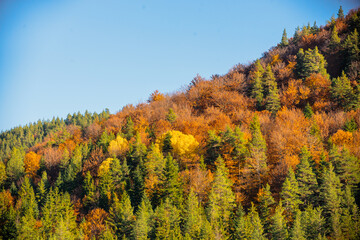 Fototapeta premium Bright colors of the autumn forest, autumn in the mountains
