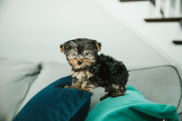 A tiny teacup yorkie puppy dog standing on a teal and navy pillow