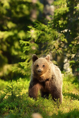 Naklejka na ściany i meble Bear cub in the forest at summer