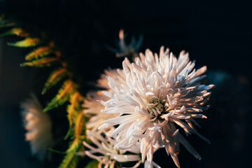 White chrysanthemum on dark background, close up