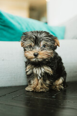 A tiny teacup yorkie puppy dog sitting on a side end table