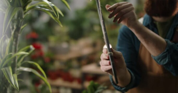 Flower shop employee flipping sign on glass entrance door from open to closed, finishing workday of greenhouse. Small business people 4k footage