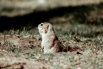 Hungry gopher on Tatyshev island