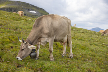 Beautiful cows are eating some grass. Wonderful cow is starring to the camera. Amazing hiking day in one of the most beautiful area in Switzerland called Pizol in the canton of Saint Gallen.