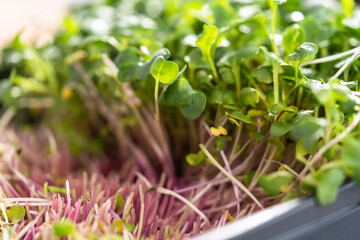 Microgreens