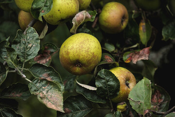 Apple tree fresh fruits