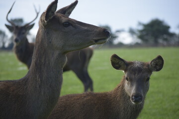 Female red deer in a deer park