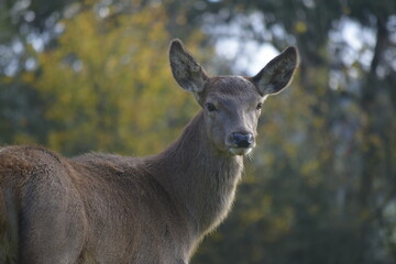 Female red deer in a deer park