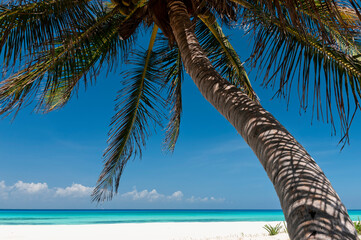 Deserted tropical beach with palm trees during a sunny summer day on a Mexican Caribbean island.
