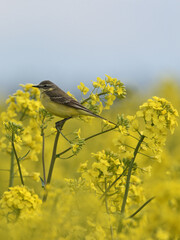 yellow wagtail sitting on a flowering oilseed rape