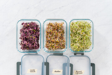 Growing sprouts in a jar