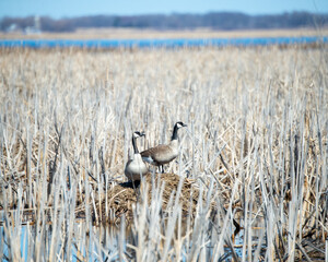 nesting geese