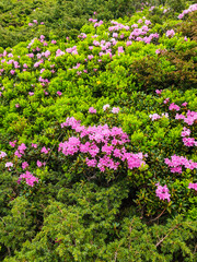 pink flowers in the mountains, Bucegi Mountains, Romania 