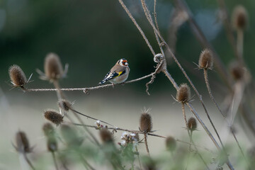 Obraz premium European Goldfinch (Carduelis carduelis) Dipsacus Fullonum, perched on a branch