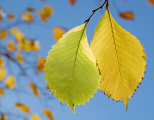 Autumn leaf on a tree branch