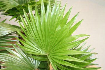 Fototapeta premium green palm leaf close up