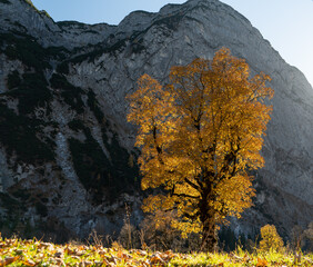 Großer Ahornboden im Herbst: Herbstlaub an uralten Ahornbäumen mit gelber Färbung im Gegenlicht der tiefstehenden Oktobersonne