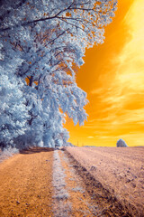 Infrared Photo - A surreal dramatic landscape with a burning sky in infrared light shining throu...