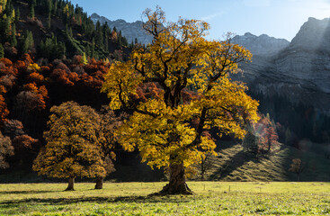 Großer Ahornboden im Herbst: Herbstlaub an uralten Ahornbäumen mit rot gelber Färbung im Gegenlicht der tiefstehenden Oktobersonne