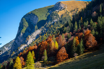 Großer Ahornboden im Herbst: Herbstlaub an uralten Ahornbäumen mit rot gelber Färbung an Bergflanke