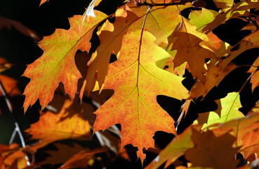 Naklejka na ściany i meble Autumn leaf on a tree branch