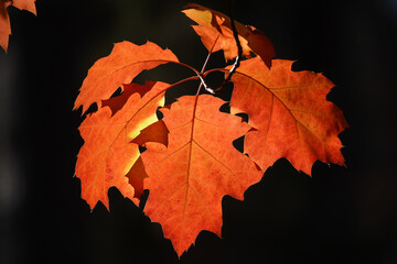 Autumn leaf on a tree branch
