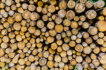 Pile of wood wooden logs background