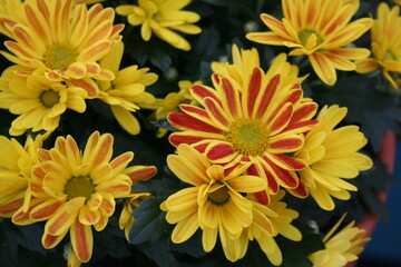 bouquet of chrysanthemums close up