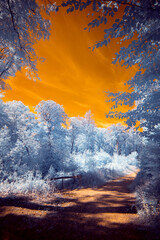 A surreal dramatic forest with a burning sky in infrared light shining throu the blue leafs -...