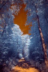 Infrared Photo - A surreal dramatic forest with a burning sky in infrared light shining throu the...