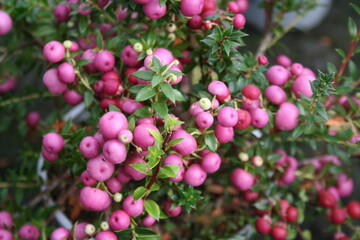 flowers in the garden close up