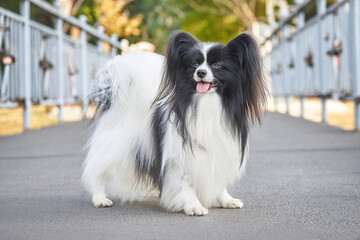 Obraz premium Portrait of a black and white dog papillon breed in the park