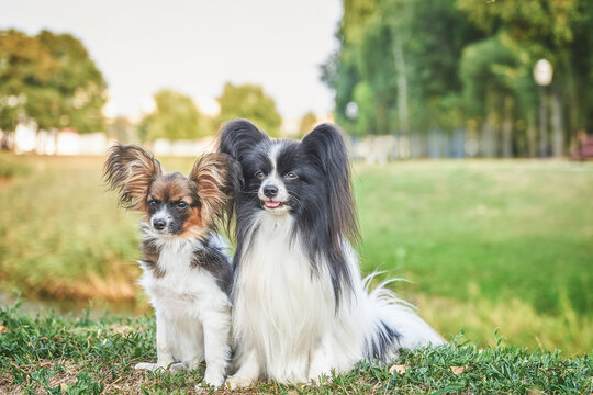 Two dogs of the papillion breed in the park by the lake