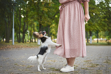 tricolor dog of breed papillon in the park next to the feet of the mistress